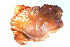  ( - CCDB13778-D02)  @13 [ ] CreativeCommons - Attribution (2014) Kara Layton Centre for Biodiversity Genomics