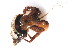  ( - CCDB13778-F06)  @13 [ ] CreativeCommons - Attribution (2014) Kara Layton Centre for Biodiversity Genomics