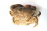 ( - CCDB13778-G02)  @13 [ ] CreativeCommons - Attribution (2014) Kara Layton Centre for Biodiversity Genomics