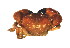  ( - CCDB13778-H11)  @13 [ ] CreativeCommons - Attribution (2014) Kara Layton Centre for Biodiversity Genomics