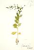  ( - RBG 160)  @11 [ ] Copyright (2009) Unspecified University of Guelph BIO Herbarium