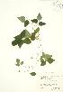  ( - RBG 172)  @13 [ ] Copyright (2009) Unspecified University of Guelph BIO Herbarium