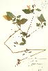  ( - RBG 134)  @11 [ ] Copyright (2009) Unspecified University of Guelph BIO Herbarium