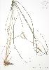  (Andropogon gerardii - RBG 003)  @11 [ ] Copyright (2009) Unspecified University of Guelph BIO Herbarium