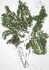  (Adiantum pedatum - RBG 006)  @11 [ ] Copyright (2009) Unspecified University of Guelph BIO Herbarium