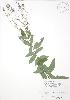  ( - RBG 009)  @11 [ ] Copyright (2009) Unspecified University of Guelph BIO Herbarium