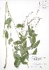 ( - RBG 009)  @11 [ ] Copyright (2009) Unspecified University of Guelph BIO Herbarium