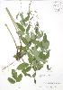  ( - RBG 009)  @11 [ ] Copyright (2009) Unspecified University of Guelph BIO Herbarium