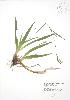  (Carex platyphylla - RBG 047)  @11 [ ] Copyright (2009) Unspecified University of Guelph BIO Herbarium