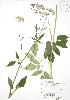  (Aegopodium podagraria - RBG 067)  @11 [ ] Copyright (2009) Unspecified University of Guelph BIO Herbarium