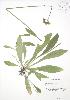  ( - RBG 072)  @11 [ ] Copyright (2009) Unspecified University of Guelph BIO Herbarium