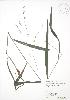 ( - RBG 076)  @11 [ ] Copyright (2009) Unspecified University of Guelph BIO Herbarium