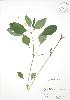  ( - RBG 081)  @11 [ ] Copyright (2009) Unspecified University of Guelph BIO Herbarium