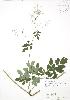  ( - RBG 092)  @11 [ ] Copyright (2009) Unspecified University of Guelph BIO Herbarium