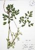  ( - RBG 092)  @11 [ ] Copyright (2009) Unspecified University of Guelph BIO Herbarium