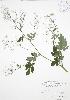  ( - RBG 092)  @11 [ ] Copyright (2009) Unspecified University of Guelph BIO Herbarium