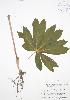  ( - RBG 031)  @11 [ ] Copyright (2009) Unspecified University of Guelph BIO Herbarium