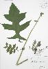  ( - RBG 121)  @11 [ ] Copyright (2009) Unspecified University of Guelph BIO Herbarium