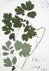  ( - RBG 120)  @11 [ ] Copyright (2009) Unspecified University of Guelph BIO Herbarium