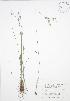  ( - RBG 106)  @11 [ ] Copyright (2009) Unspecified University of Guelph BIO Herbarium