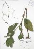  ( - RBG-Blitz 048)  @11 [ ] Copyright (2009) Unspecified University of Guelph BIO Herbarium
