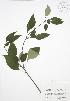  ( - RBG 163)  @11 [ ] Copyright (2009) Unspecified University of Guelph BIO Herbarium