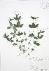  (Galium circaezans - RBG 080)  @11 [ ] Copyright (2009) Unspecified University of Guelph BIO Herbarium