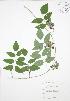  ( - RBG 177)  @11 [ ] Copyright (2009) Unspecified University of Guelph BIO Herbarium
