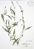  ( - RBG 151)  @11 [ ] Copyright (2009) Unspecified University of Guelph BIO Herbarium