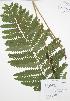  ( - RBG 147)  @11 [ ] Copyright (2009) Unspecified University of Guelph BIO Herbarium
