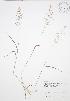  ( - RBG-Blitz 025)  @11 [ ] Copyright (2009) Unspecified University of Guelph BIO Herbarium