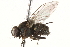  (Neodexiopsis - BIOUG07936-E12)  @15 [ ] CreativeCommons - Attribution (2015) CBG Photography Group Centre for Biodiversity Genomics