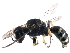  (Ectemnius lapidarius - BIOUG07965-E06)  @15 [ ] CreativeCommons - Attribution (2016) CBG Photography Group Centre for Biodiversity Genomics