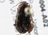  ( - BIOUG08004-A02)  @14 [ ] CreativeCommons - Attribution (2014) CBG Photography Group Centre for Biodiversity Genomics