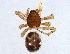  (Crustulina altera - BIOUG08024-H11)  @14 [ ] CreativeCommons - Attribution (2014) CBG Photography Group Centre for Biodiversity Genomics