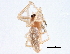  ( - BIOUG08040-F06)  @13 [ ] CreativeCommons - Attribution (2014) CBG Photography Group Centre for Biodiversity Genomics