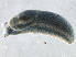  ( - BIOUG07961-D12)  @13 [ ] CreativeCommons - Attribution (2013) CBG Photography Group Centre for Biodiversity Genomics