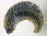  ( - BIOUG07961-F02)  @13 [ ] CreativeCommons - Attribution (2013) CBG Photography Group Centre for Biodiversity Genomics