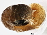  ( - BIOUG07961-F12)  @11 [ ] CreativeCommons - Attribution (2013) CBG Photography Group Centre for Biodiversity Genomics