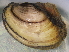  (Potamilus - BIOUG07961-H11)  @13 [ ] CreativeCommons - Attribution (2013) CBG Photography Group Centre for Biodiversity Genomics