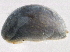  ( - BIOUG08048-A10)  @13 [ ] CreativeCommons - Attribution (2013) CBG Photography Group Centre for Biodiversity Genomics