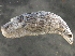  ( - BIOUG08048-F08)  @14 [ ] CreativeCommons - Attribution (2013) CBG Photography Group Centre for Biodiversity Genomics