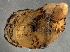  (Catinella - BIOUG08048-G01)  @14 [ ] CreativeCommons - Attribution (2013) CBG Photography Group Centre for Biodiversity Genomics