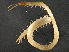  ( - BIOUG08056-E09)  @13 [ ] CreativeCommons - Attribution (2013) CBG Photography Group Centre for Biodiversity Genomics