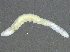  ( - ON13-C0117-0001)  @11 [ ] CreativeCommons - Attribution (2013) CBG Photography Group Centre for Biodiversity Genomics