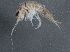  ( - BIOUG08049-D03)  @11 [ ] CreativeCommons - Attribution (2013) CBG Photography Group Centre for Biodiversity Genomics