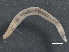  (Fridericia ratzeli - BIOUG08058-A11)  @13 [ ] CreativeCommons - Attribution (2013) CBG Photography Group Centre for Biodiversity Genomics