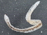  ( - BIOUG08058-C02)  @12 [ ] CreativeCommons - Attribution (2013) CBG Photography Group Centre for Biodiversity Genomics