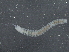  ( - BIOUG08058-C06)  @12 [ ] CreativeCommons - Attribution (2013) CBG Photography Group Centre for Biodiversity Genomics