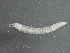  ( - BIOUG08058-C09)  @13 [ ] CreativeCommons - Attribution (2013) CBG Photography Group Centre for Biodiversity Genomics